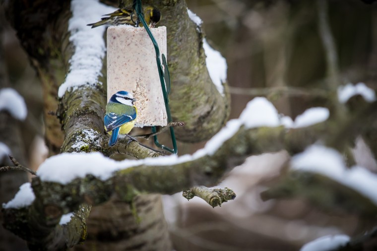 Projekt 366-160121-4