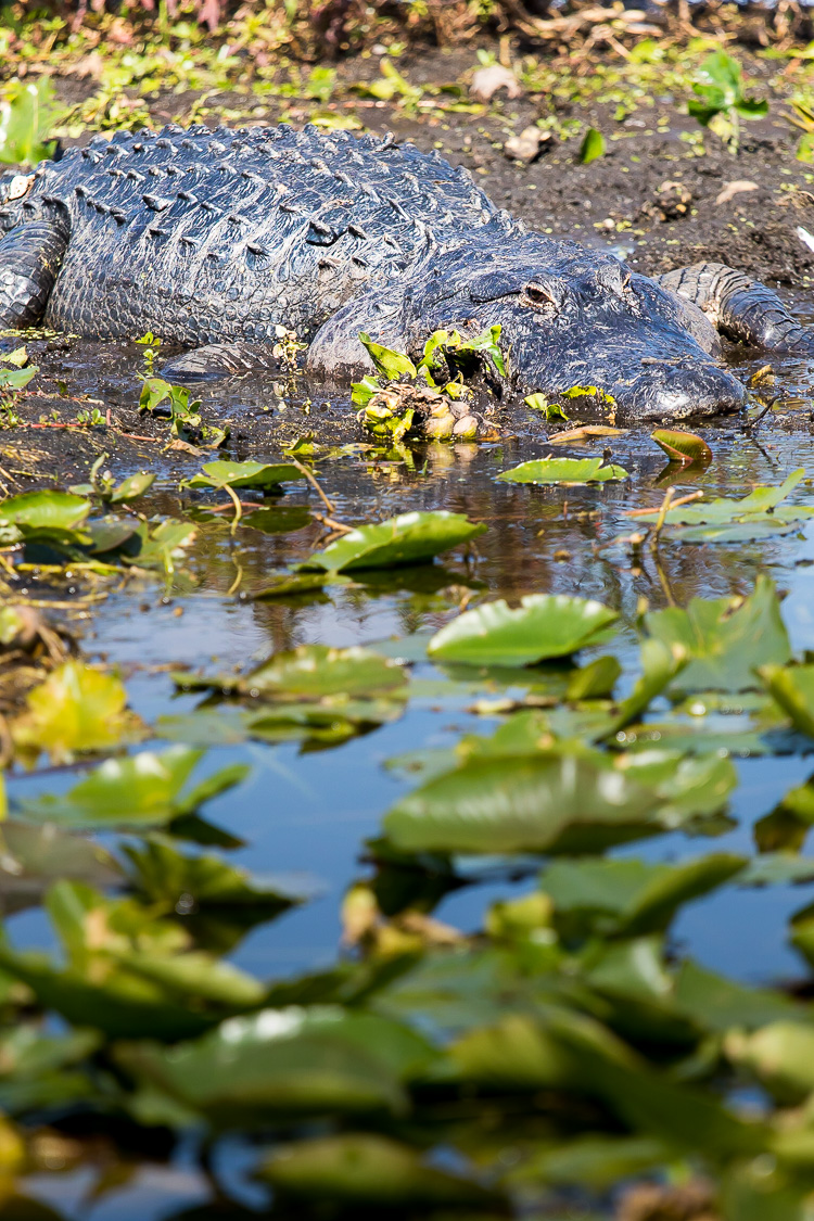 Projekt 366-160201-17