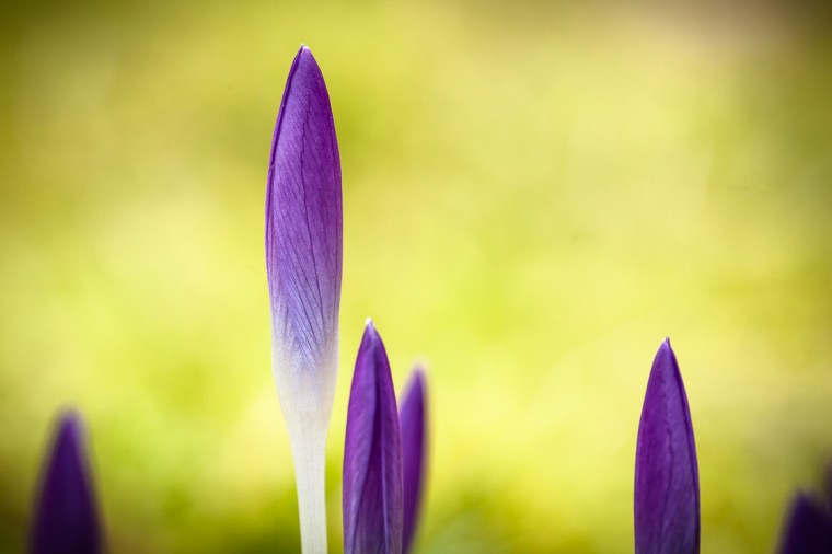 Krokus, Krokusse, lila, Frühling, Garten, aufblühen, blühen, Wachstum
