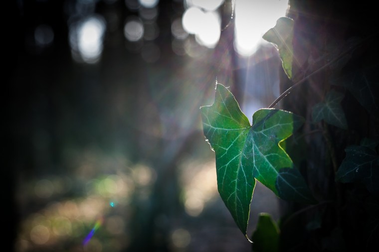 Projekt 366-160203-9