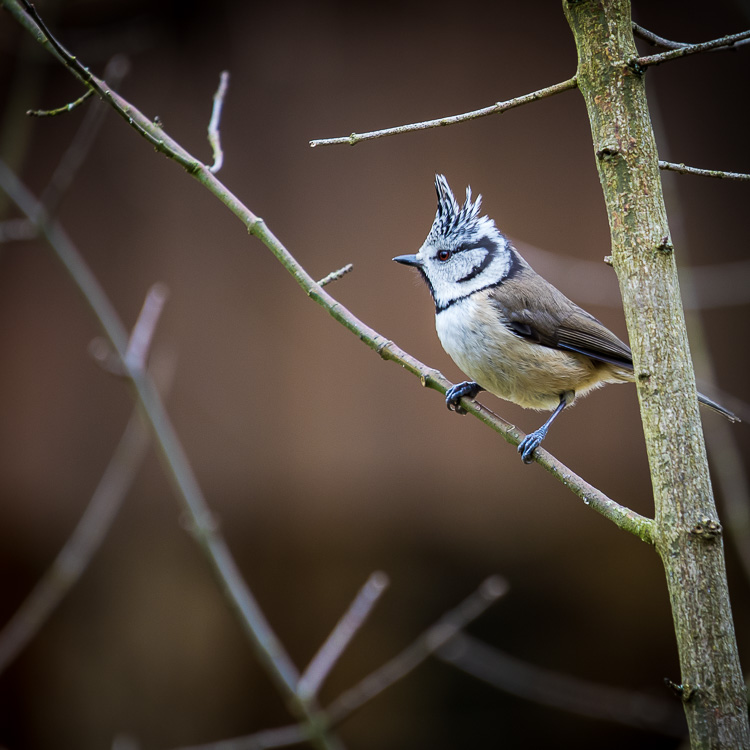 Haubenmeise, Meise, Vogel, Strauch