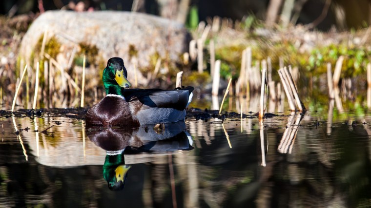 Ente, Erpel, Teich, Wasser, Sonne, Spiegelung