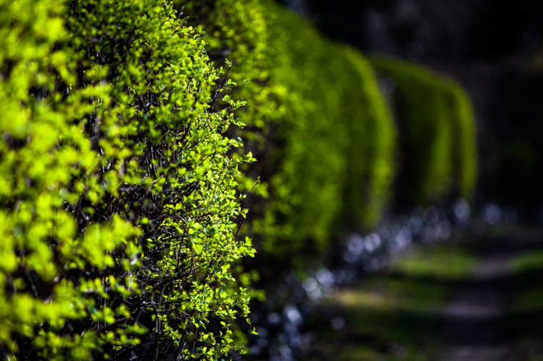 Hecke, Sonne, Nachmittagssonne, grün, Licht, Schatten, Landschaft, Detail