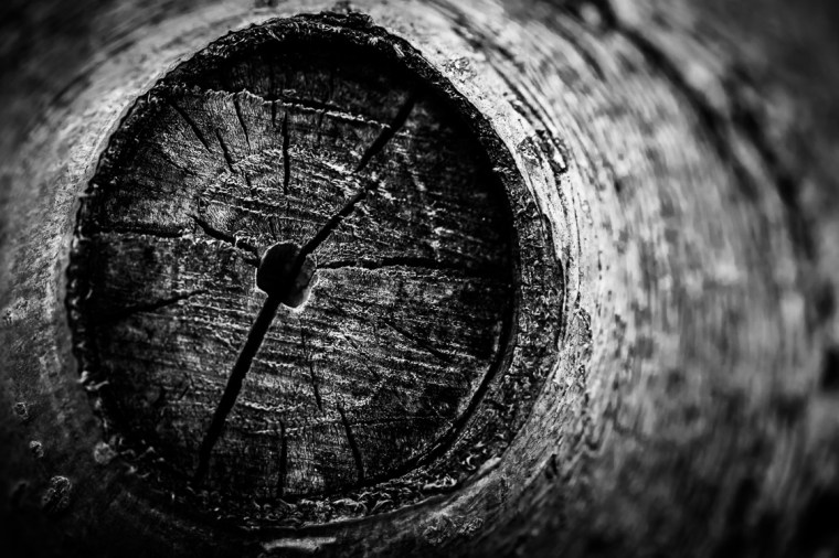 Ast, Stumpf, Baum, abgesägt, Garten, schwarzweiß, Loch