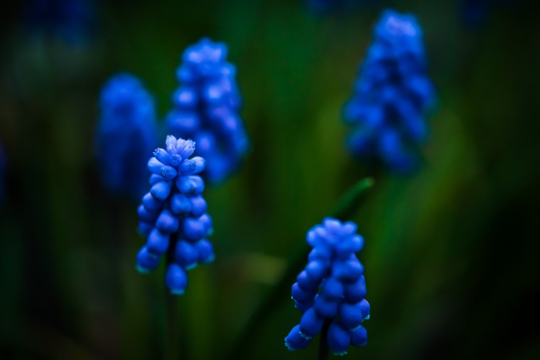Kleine Traubenhyazinthe, Blume, Garten, lila, grün, dunkel