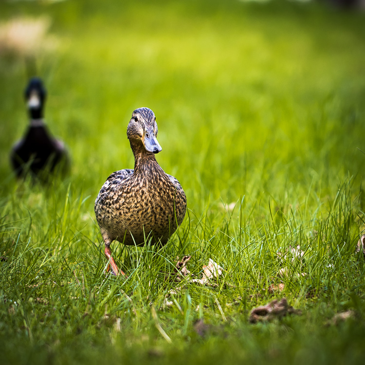 Ente, Garten, Gras, Rasen, grün