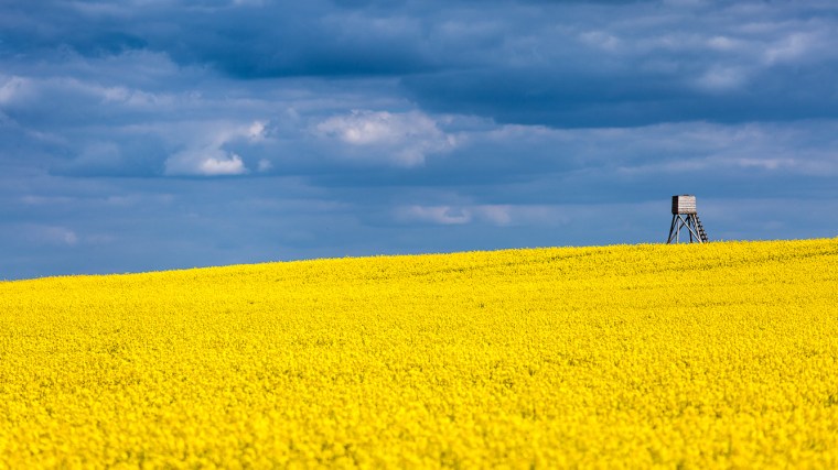 Rapsfeld, gelb, Himmel, bewölkt, Wolken, Hochsitz