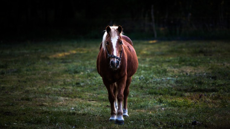 Pferd, Koppel, Fuchs, Abend
