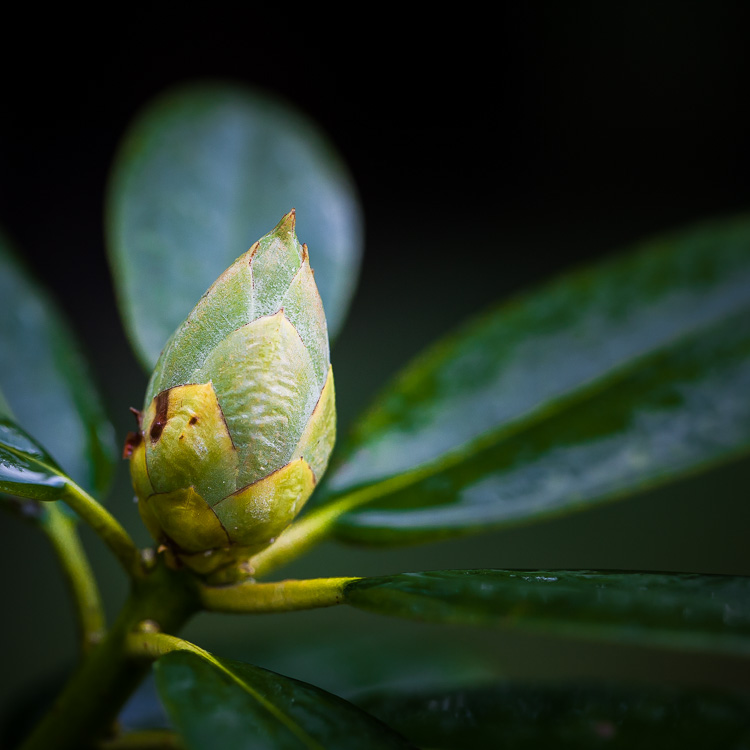 Rhododendron, Busch, Knospe, Garten, grün, nass