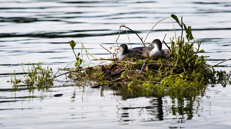 Blesshuhn, Küken, Nest, Wasser, See, Bodensee