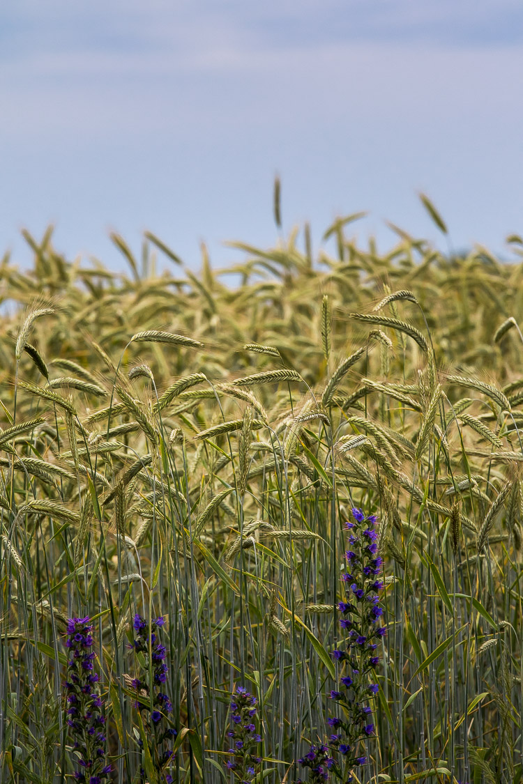 Getreide, Feld, Gerste, Roggen