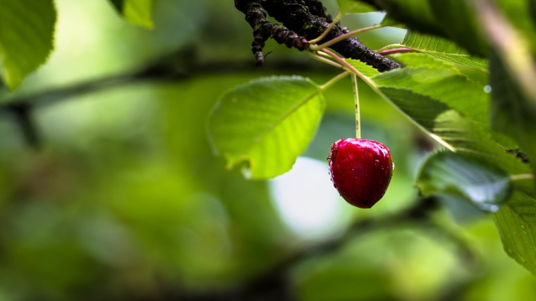 Kirsche, Frucht, Obst, Regen, Baum, Kirschbaum, Blätter