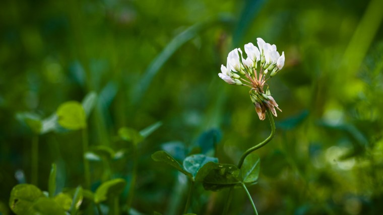 Wiesenblume, Rasen, Garten, grün, Abendsonne