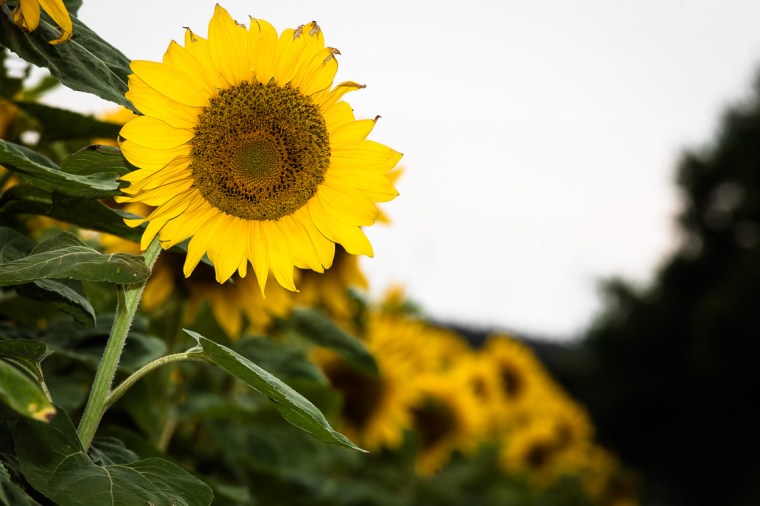 Sonnenblume, Sonnenblumen