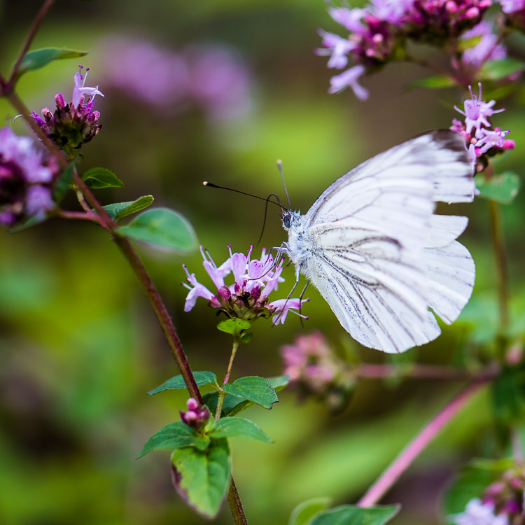 Schmetterling, Tagfalter, Falter, Rapsweißling, Oregano, Blüte