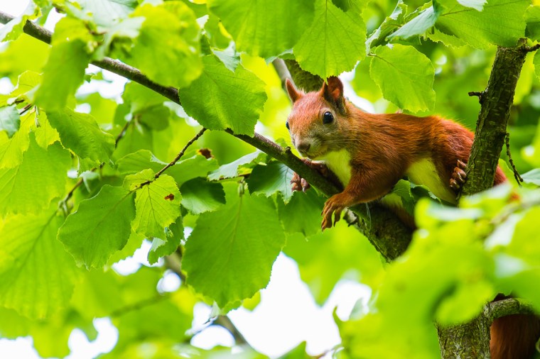 Eichhörnchen, Baum, Haselnuss,