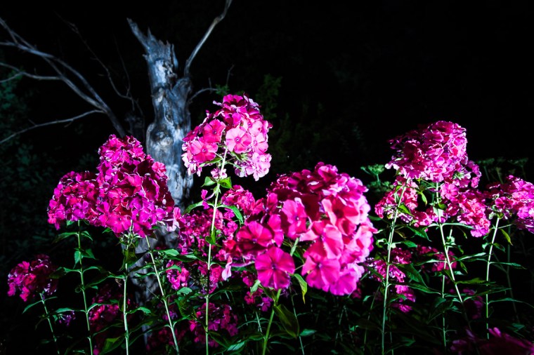 Blume, rosa, Garten, Nacht, Phlox, Baum