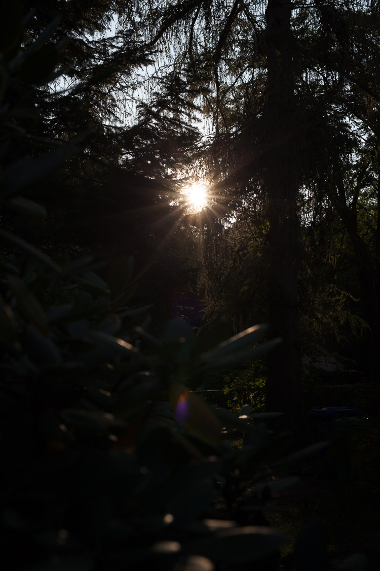 unbearbeitet, Sonnenuntergang, Sonne, Lärche, Fichte, Rhododendron, Garten, Abend