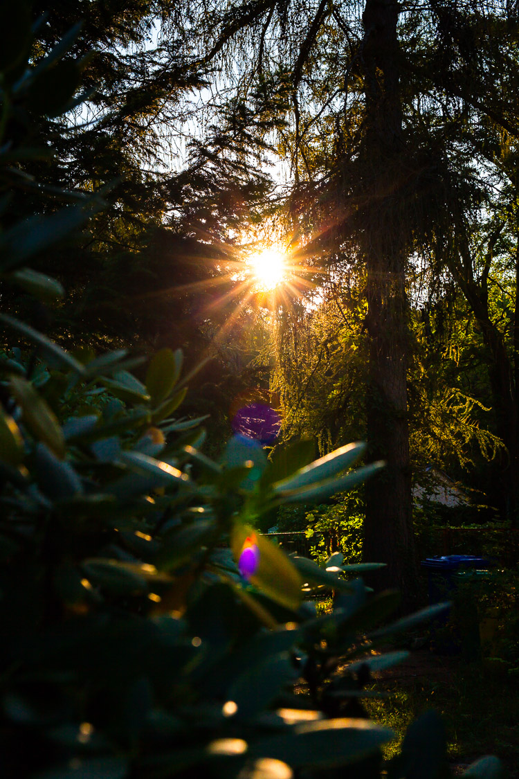 Sonnenuntergang, Sonne, Lärche, Fichte, Rhododendron, Garten, Abend