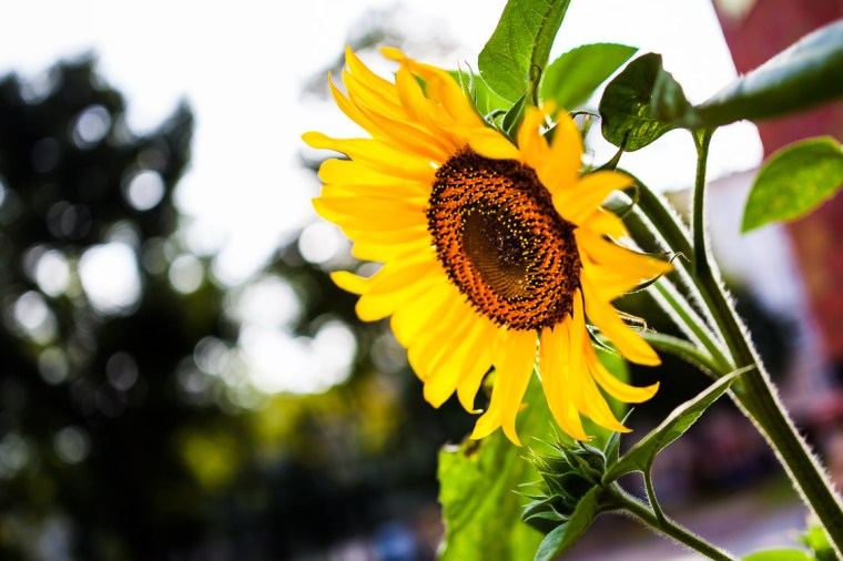 Sonnenblume, Gegenlicht, Sommer, gelb