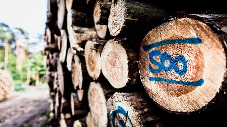 Wald, Baumstämme, gefällte Bäume