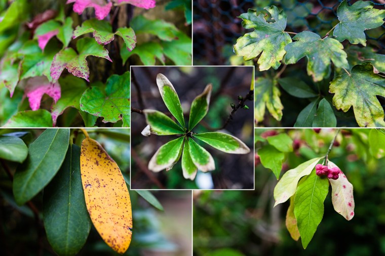 Herbst, Herbstlaub, Wilder Wein, Rhododendron, Seidelbast, Pfaffenhütchen, Feldahorn