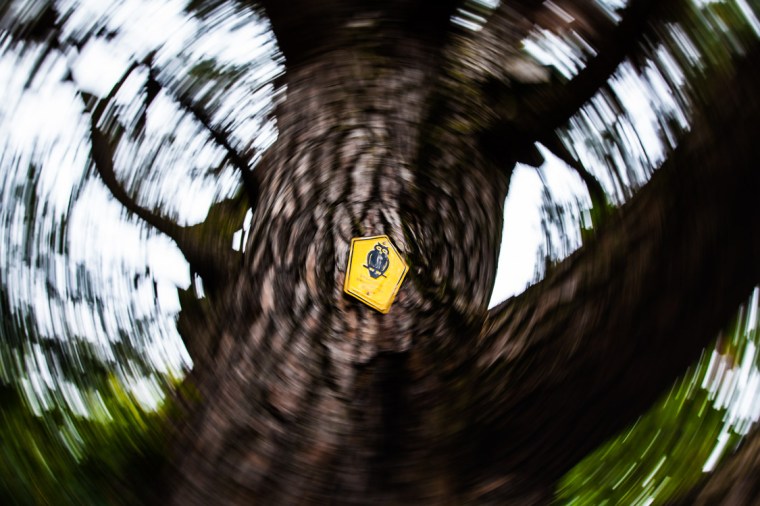 Baum, Biotop, Naturschutz