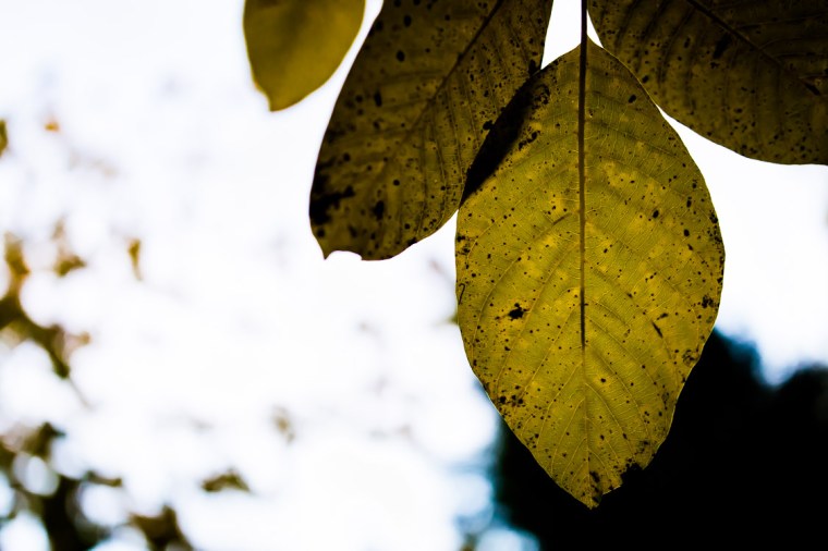 Nussbaum, Laub, Blatt, Herbstlaub