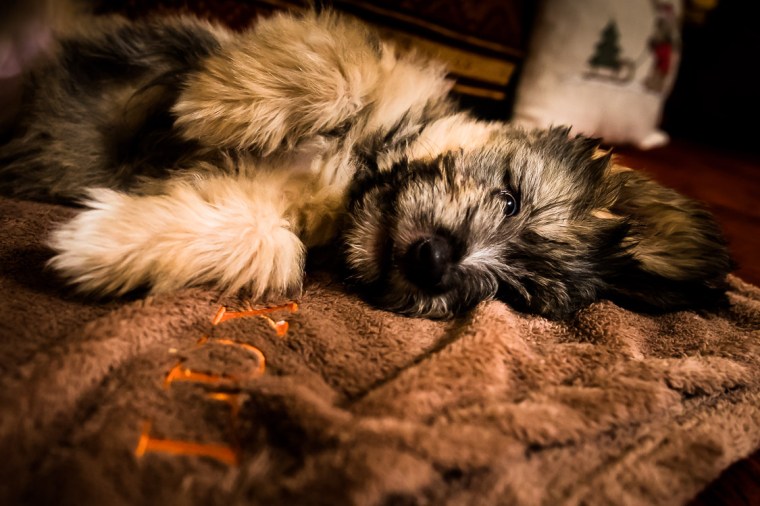 Schafpudel, Welpe, Hund, Sofa, Decke