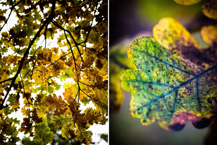 Eiche, Eichenlaub, Blatt, Blätter, Herbst, Herbstlaub