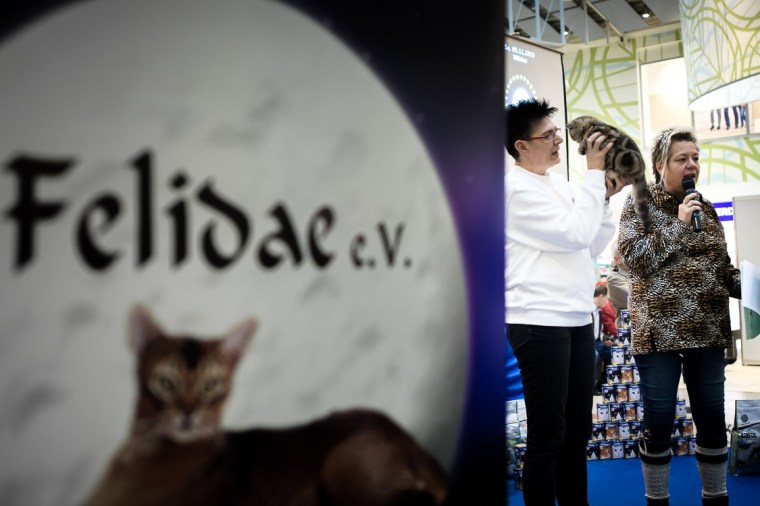 Katze, Felidae, Ausstellung, Rasse, Perser