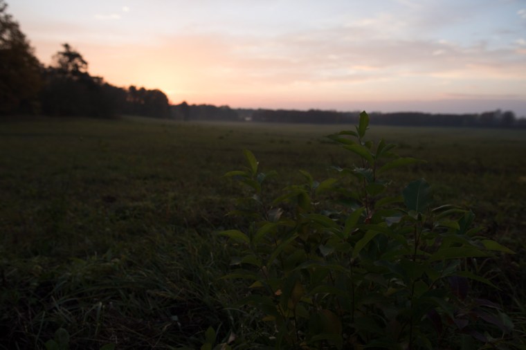 Sonnenuntergang, Wiese, Bildbearbeitung