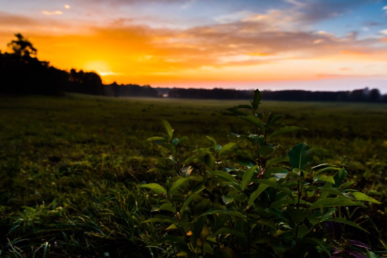 Sonnenuntergang, Wiese, Bildbearbeitung